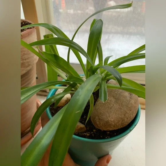 Spider Plant - Picture 3 of 9